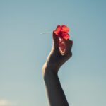 person holding red rose in front of blue sky